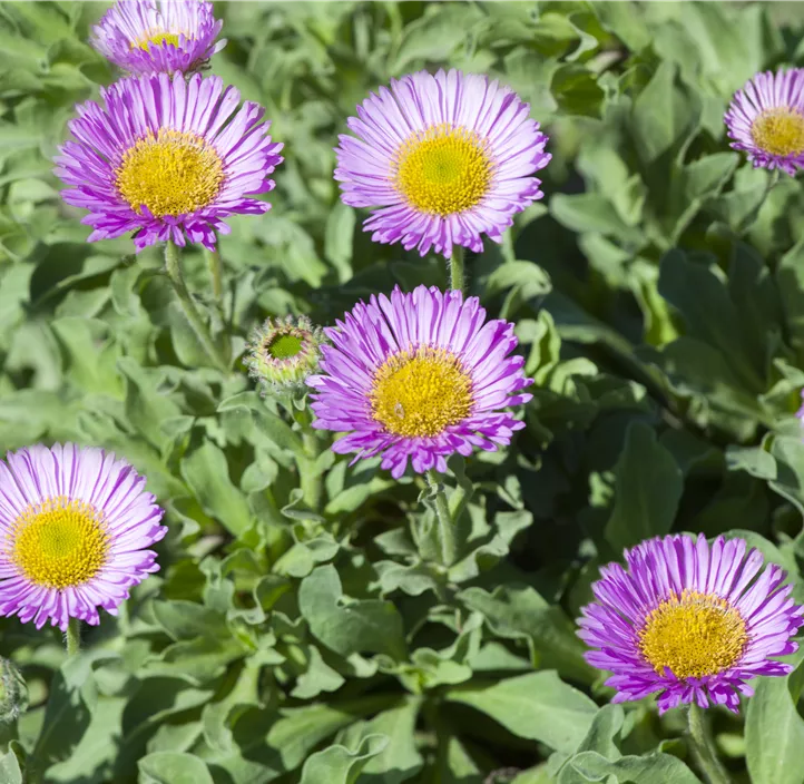 Garten-Berufkraut 'Sea Breeze'®