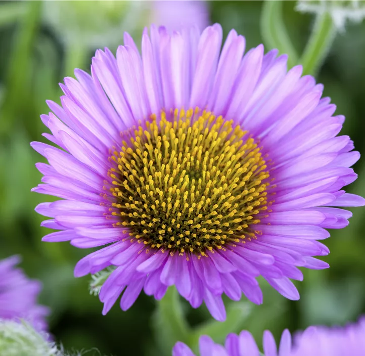 Garten-Berufkraut 'Sea Breeze'®