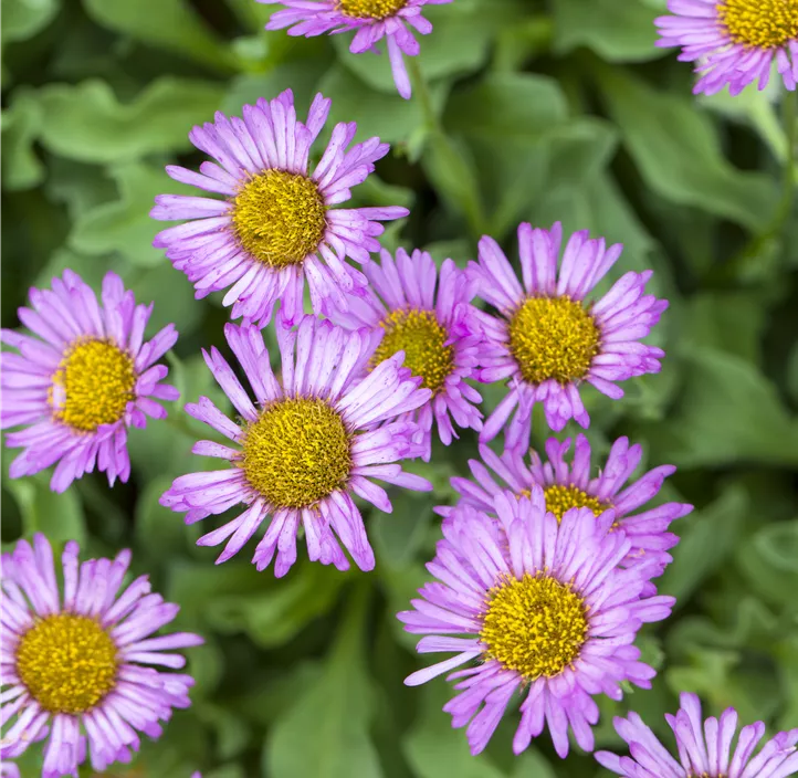 Garten-Berufkraut 'Sea Breeze'®