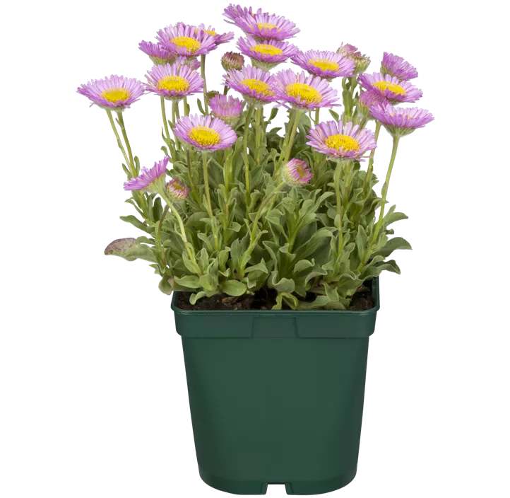 Garten-Berufkraut 'Sea Breeze'®