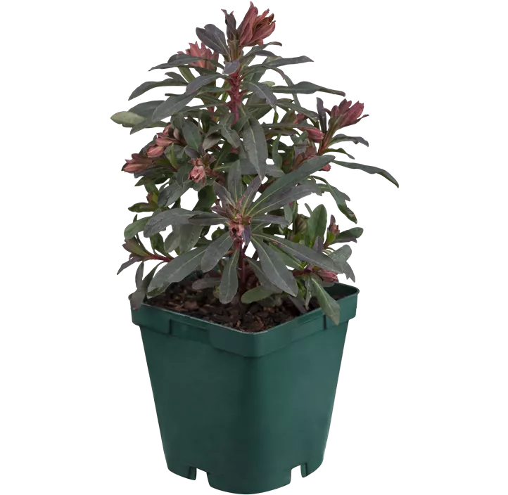 Mandelblättrige Wolfsmilch 'Purpurea'