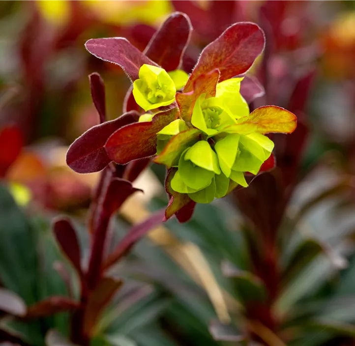 Mandelblättrige Wolfsmilch 'Purpurea'