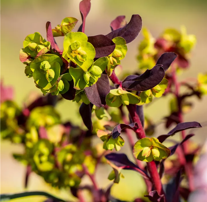 Mandelblättrige Wolfsmilch 'Purpurea'