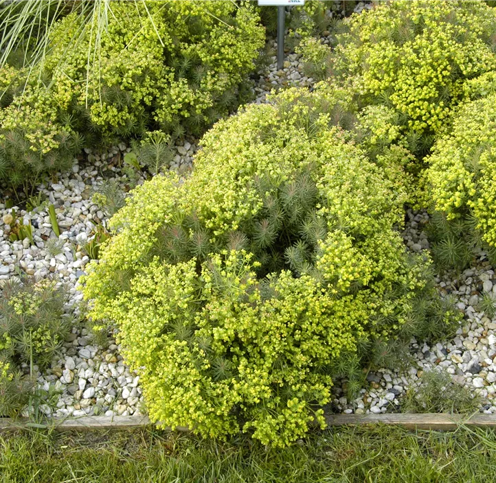 Zypressen-Wolfsmilch 'Fens Ruby'