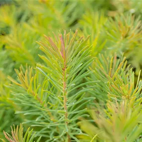 Euphorbia cyparissias Fens Ruby