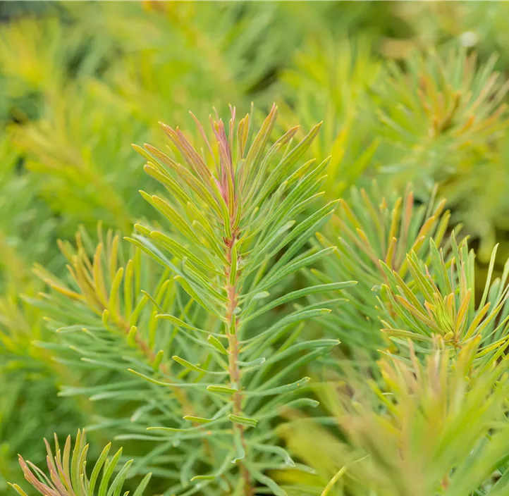 Zypressen-Wolfsmilch 'Fens Ruby'