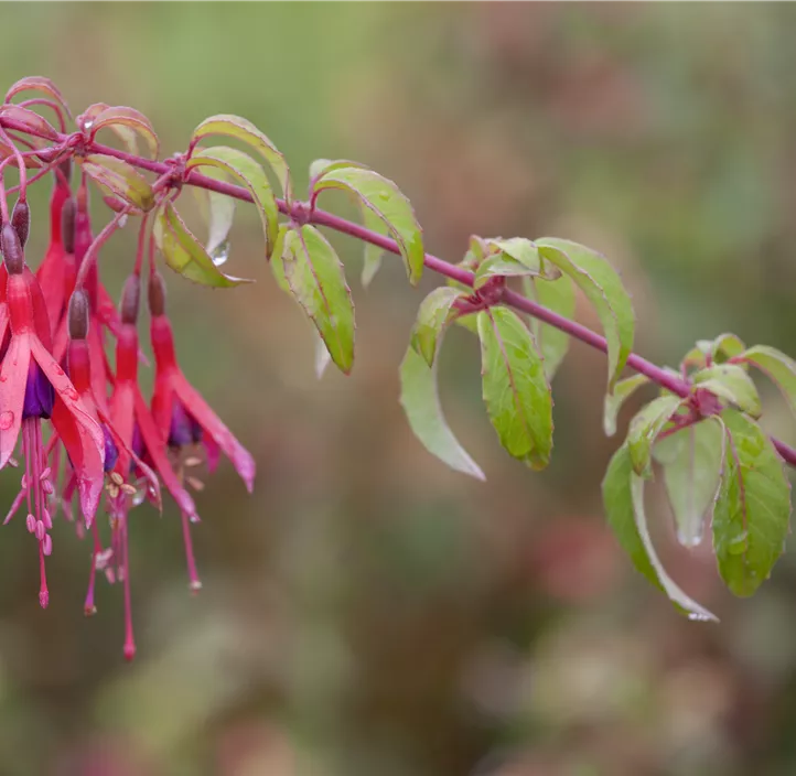 Garten-Fuchsie 'Tom Thumb'