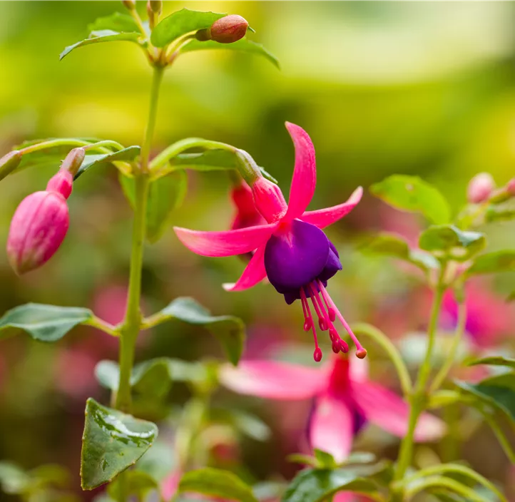 Garten-Fuchsie 'Tom Thumb'
