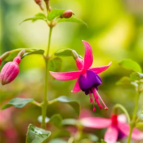 Fuchsia magellanica Tom Thumb