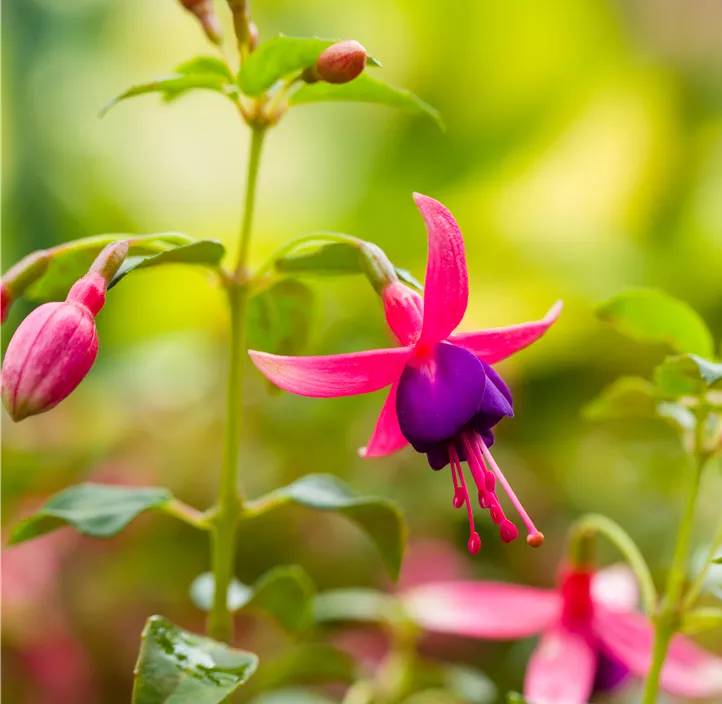 Garten-Fuchsie 'Tom Thumb'