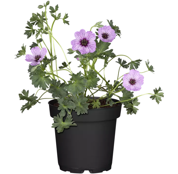 Aschgrauer Storchschnabel 'Ballerina'