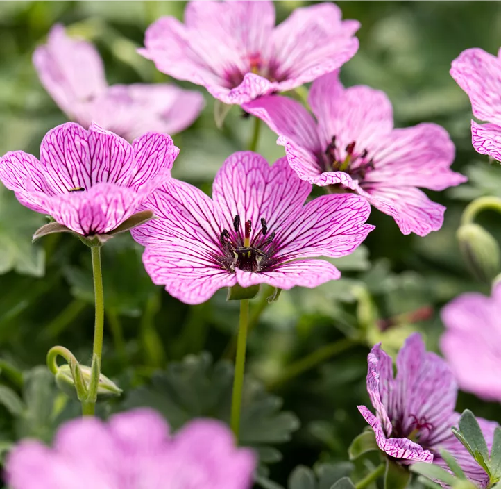 Aschgrauer Storchschnabel 'Ballerina'