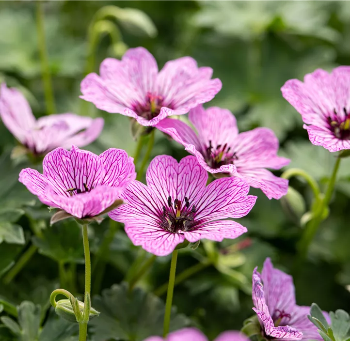 Aschgrauer Storchschnabel 'Ballerina'