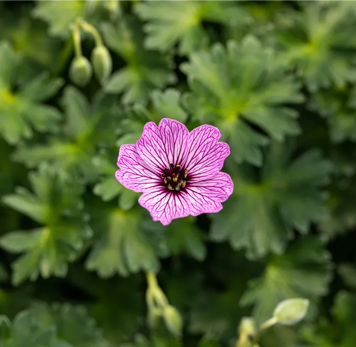 Aschgrauer Storchschnabel 'Ballerina'