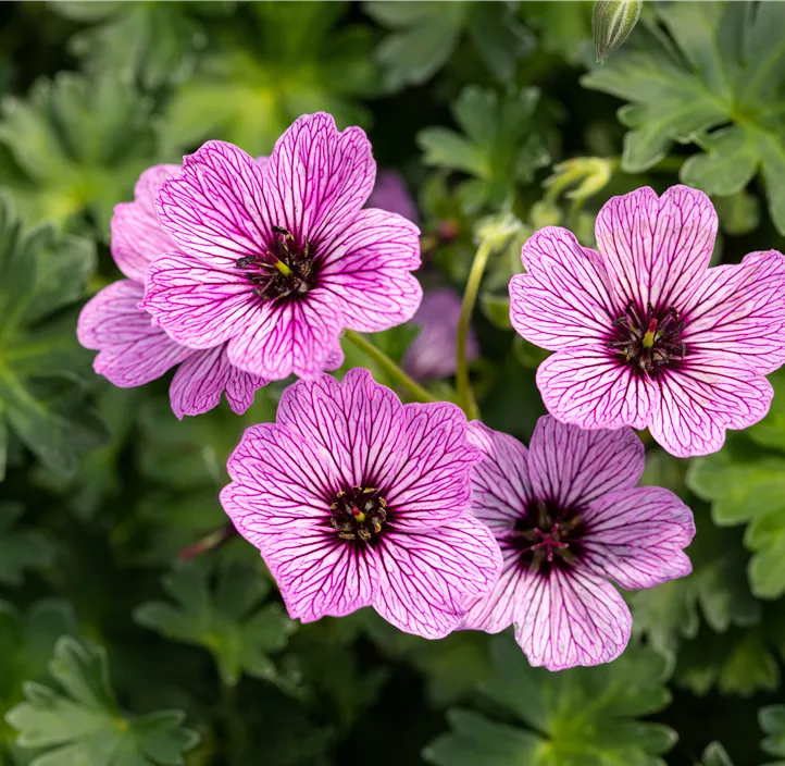 Aschgrauer Storchschnabel 'Ballerina'