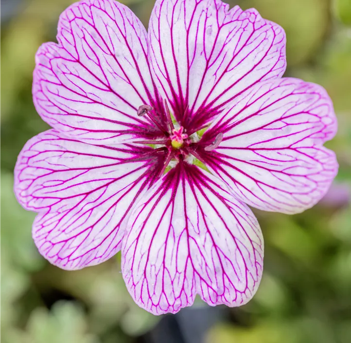 Aschgrauer Storchschnabel 'Ballerina'