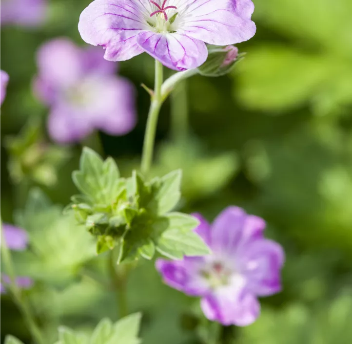 Pyrenäen-Storchschnabel