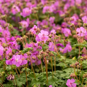Geranium macrorrhizum 'Bevan´s Variety'