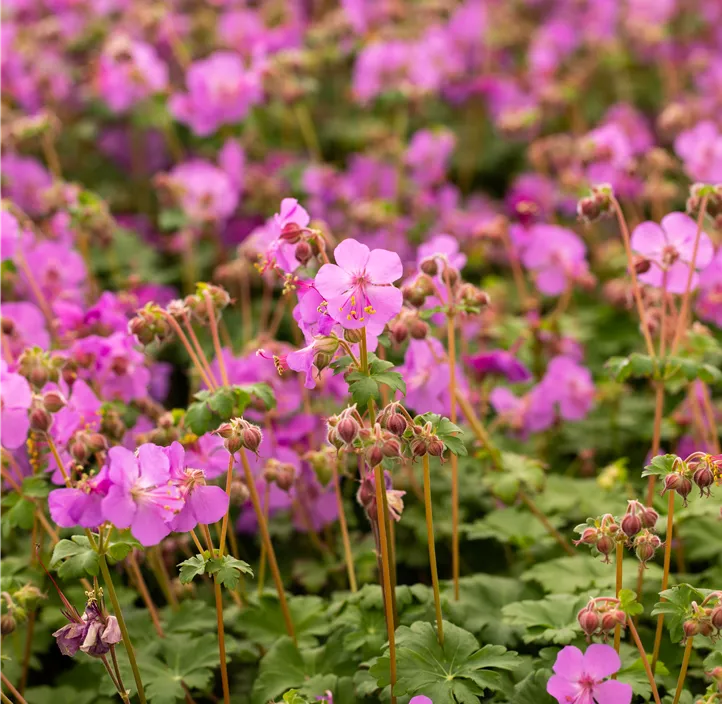 Storchschnabel 'Bevan´s Variety'