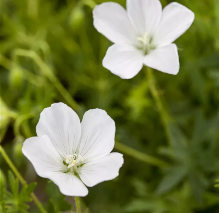 Schnee-Storchschnabel 'Album'