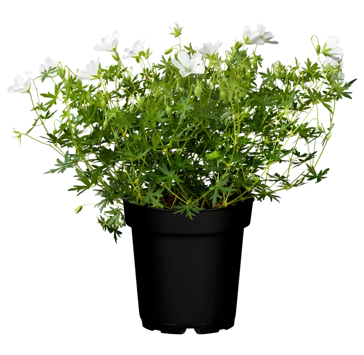 Schnee-Storchschnabel 'Album'