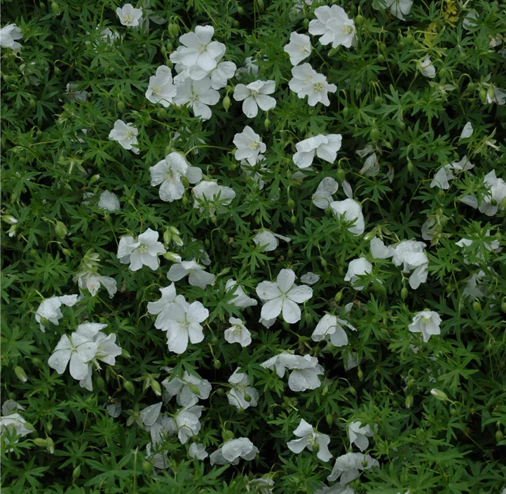 Schnee-Storchschnabel 'Album'