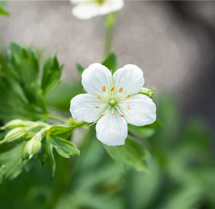Schnee-Storchschnabel 'Album'