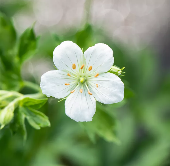 Schnee-Storchschnabel 'Album'