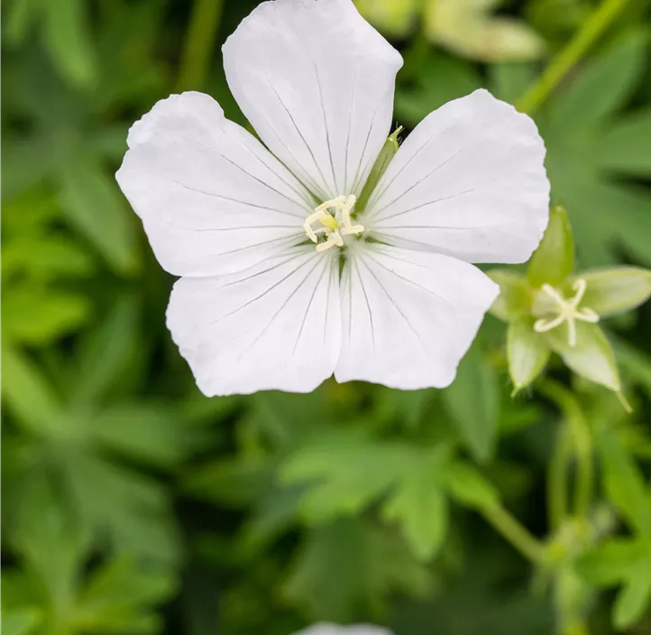 Schnee-Storchschnabel 'Album'