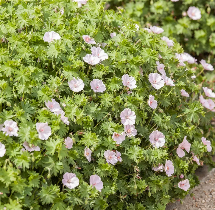 Gestreifter Storchschnabel 'Apfelblüte'
