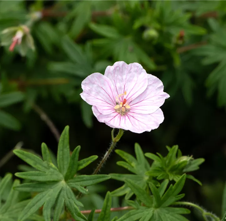 Gestreifter Storchschnabel 'Apfelblüte'
