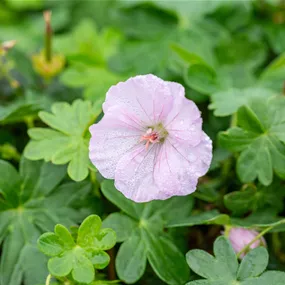 Geranium sanguineum Apfelblüte
