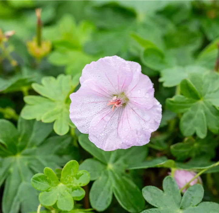 Gestreifter Storchschnabel 'Apfelblüte'