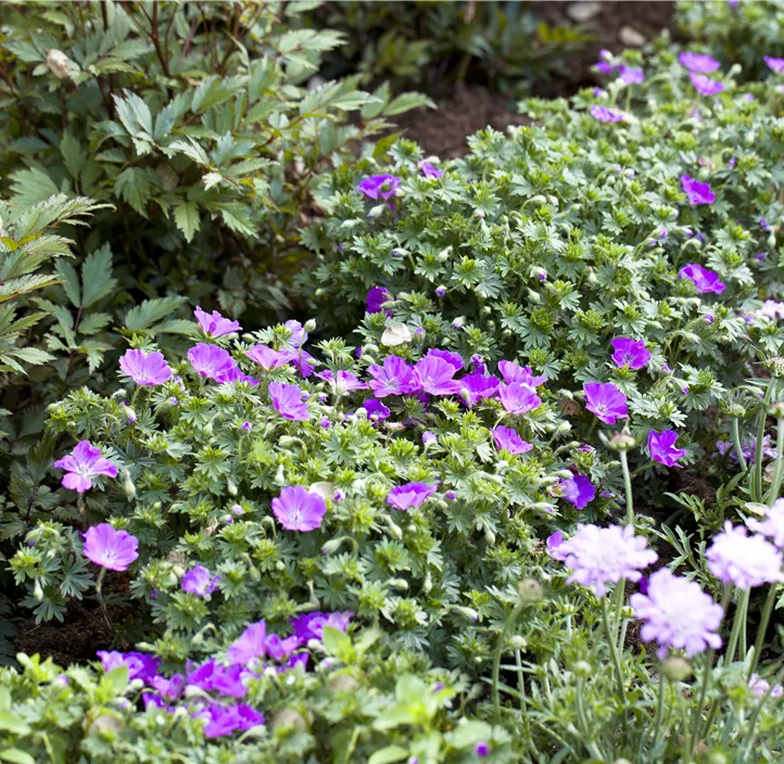 Blut-Storchschnabel 'Max Frei'