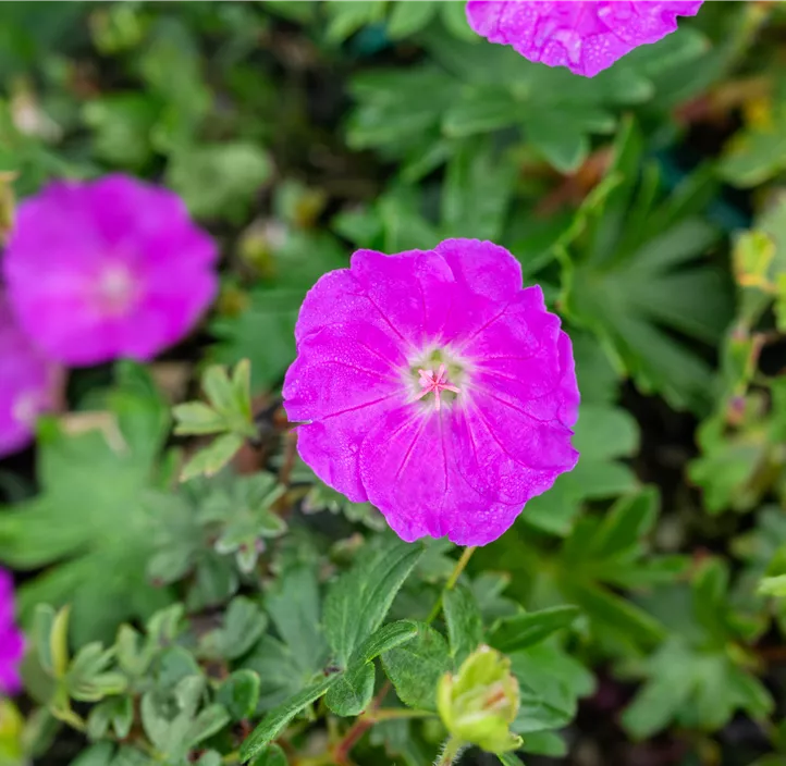 Blut-Storchschnabel 'Max Frei'