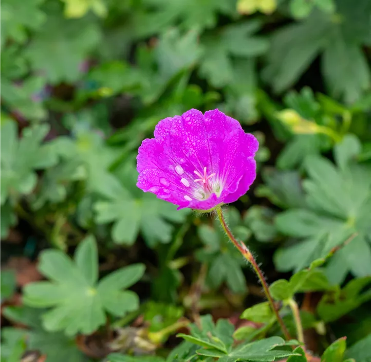 Blut-Storchschnabel 'Max Frei'