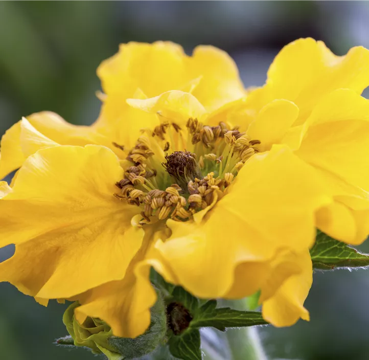 Nelkenwurz 'Lady Stratheden'