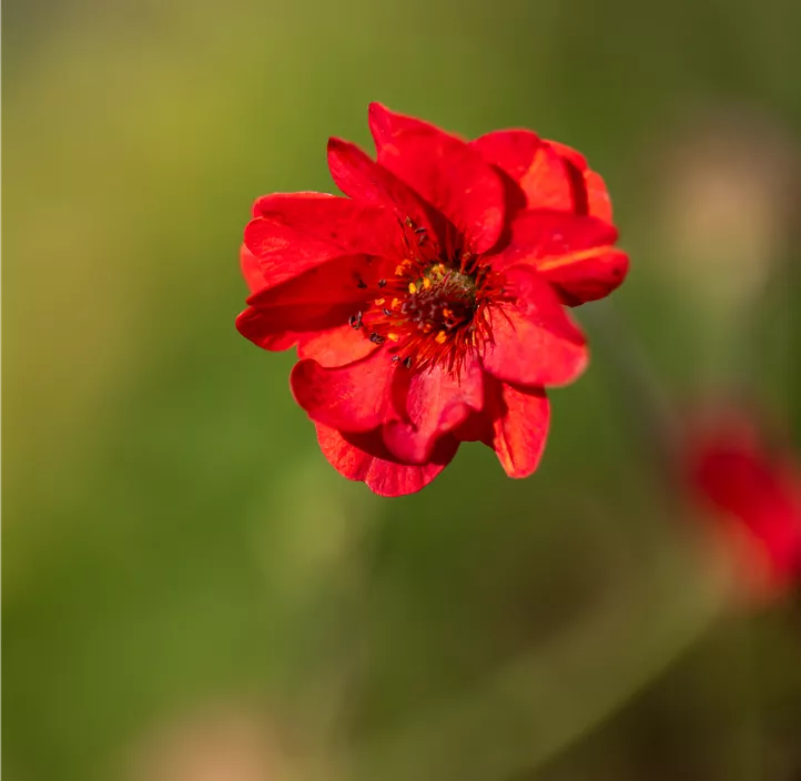 Nelkenwurz 'Mrs. Bradshaw'