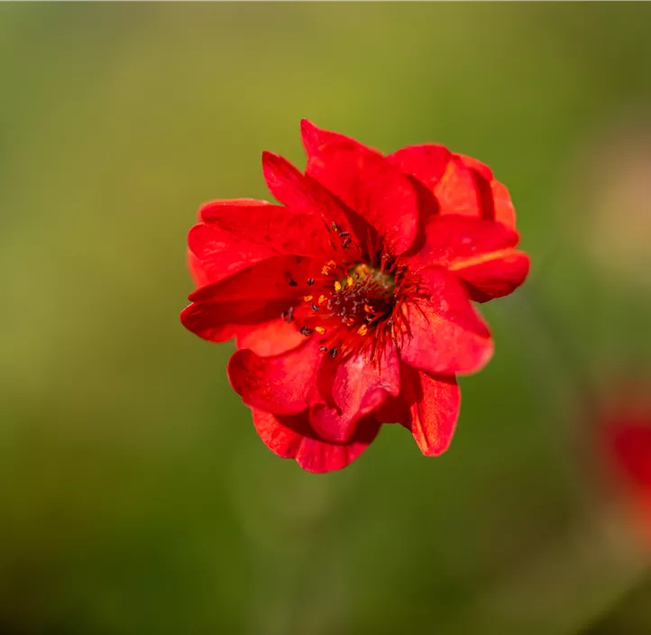 Nelkenwurz 'Mrs. Bradshaw'