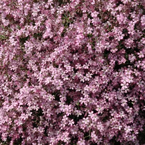 Gypsophila repens 'Rosenschleier'