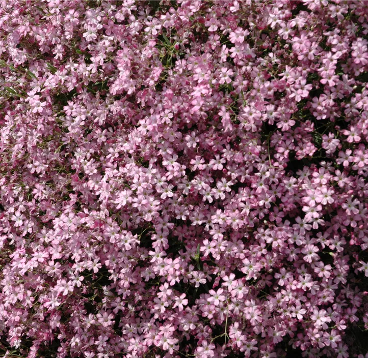Kriechendes Schleierkraut 'Rosenschleier'