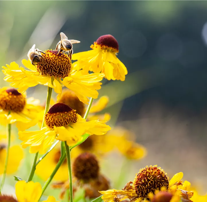 Garten-Sonnenbraut 'The Bishop'