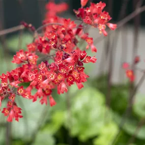 Heuchera sanguinea Leuchtkäfer