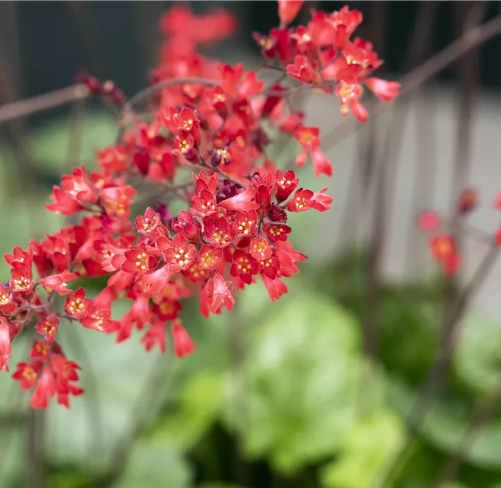 Purpurglöckchen 'Leuchtkäfer'