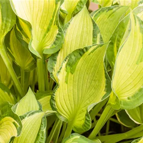Hosta x tardiana June