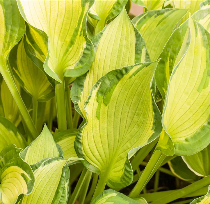 Graublaue Garten-Funkie 'June'®