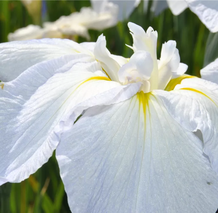 Bartlose Schwertlilie 'Snow Queen'