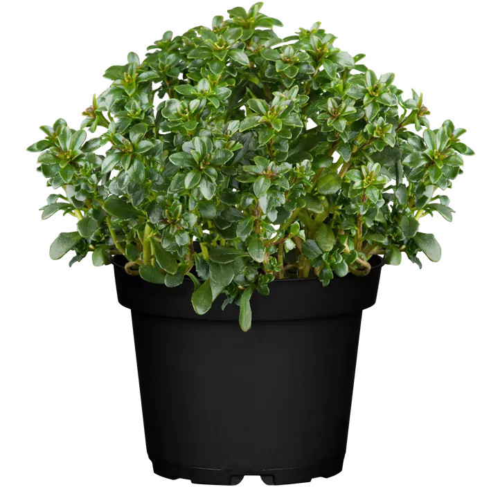 Immergrüne Schleifenblume 'Pink Ice'®