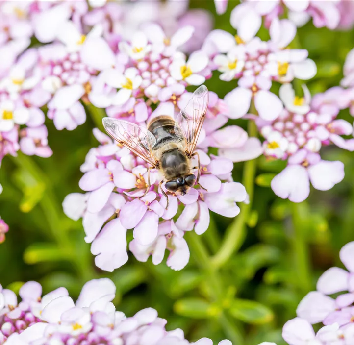 Immergrüne Schleifenblume 'Pink Ice'®