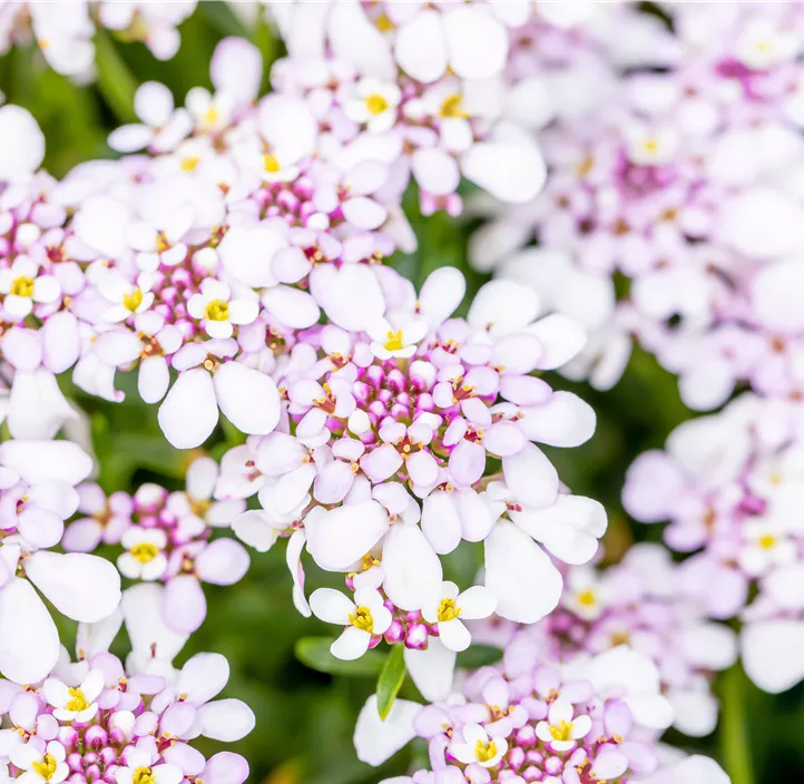 Immergrüne Schleifenblume 'Pink Ice'®